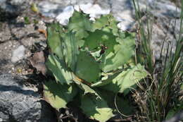 Image of Agave potatorum Zucc.