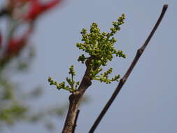 Image of lac tree