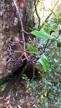 Image of Viburnum cylindricum Buch.-Ham. ex D. Don