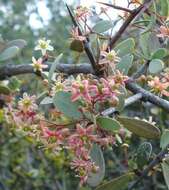 Imagem de Gloveria integrifolia (L. fil.) M. Jordaan