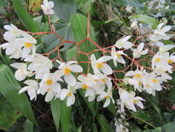 Слика од Begonia obliqua L.