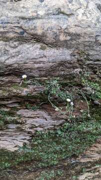 Слика од Erigeron sionis Cronq.