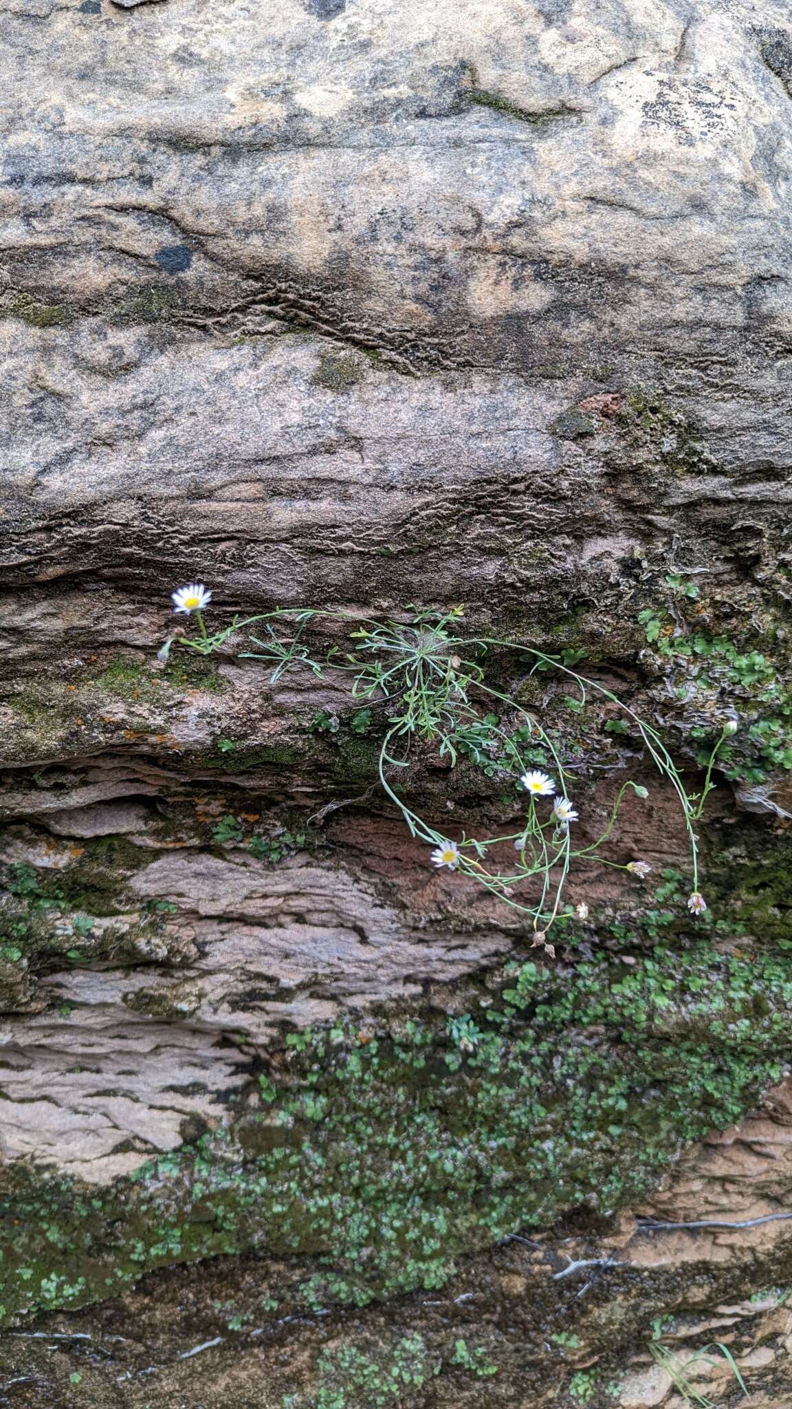 Image of Zion fleabane