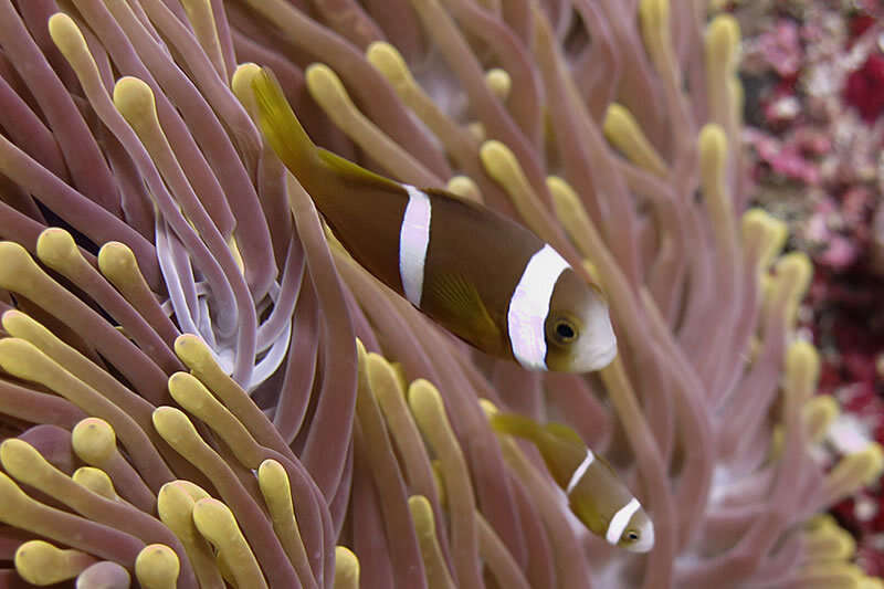 Amphiprion chagosensis Allen 1972的圖片