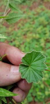 Plancia ëd Lachemilla pectinata (Kunth) Rothm.