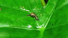 Image of Yellow-shelled semi-slugs