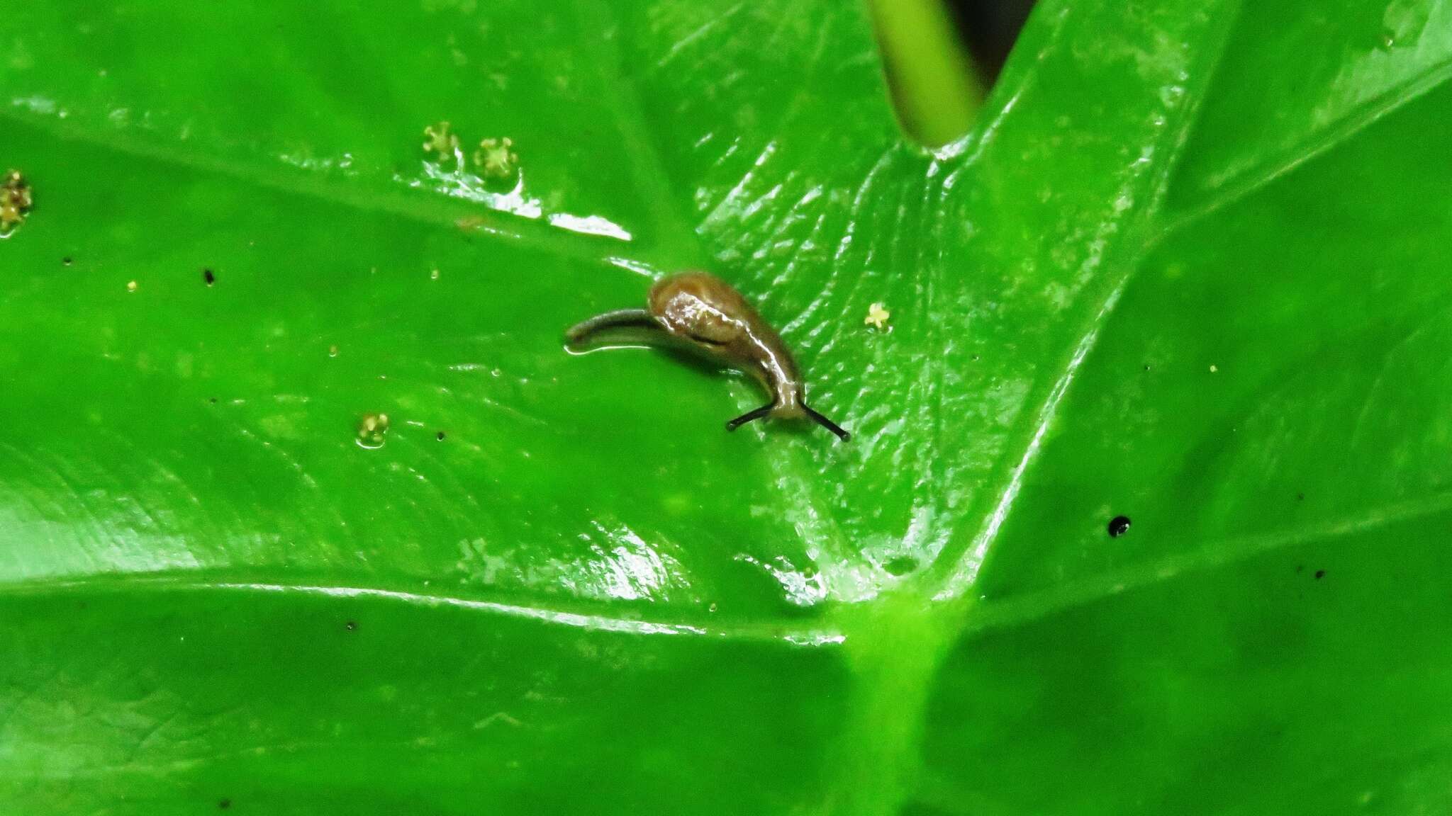 Image of Yellow-shelled semi-slugs