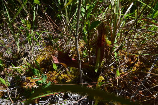 Image of pitcherplant