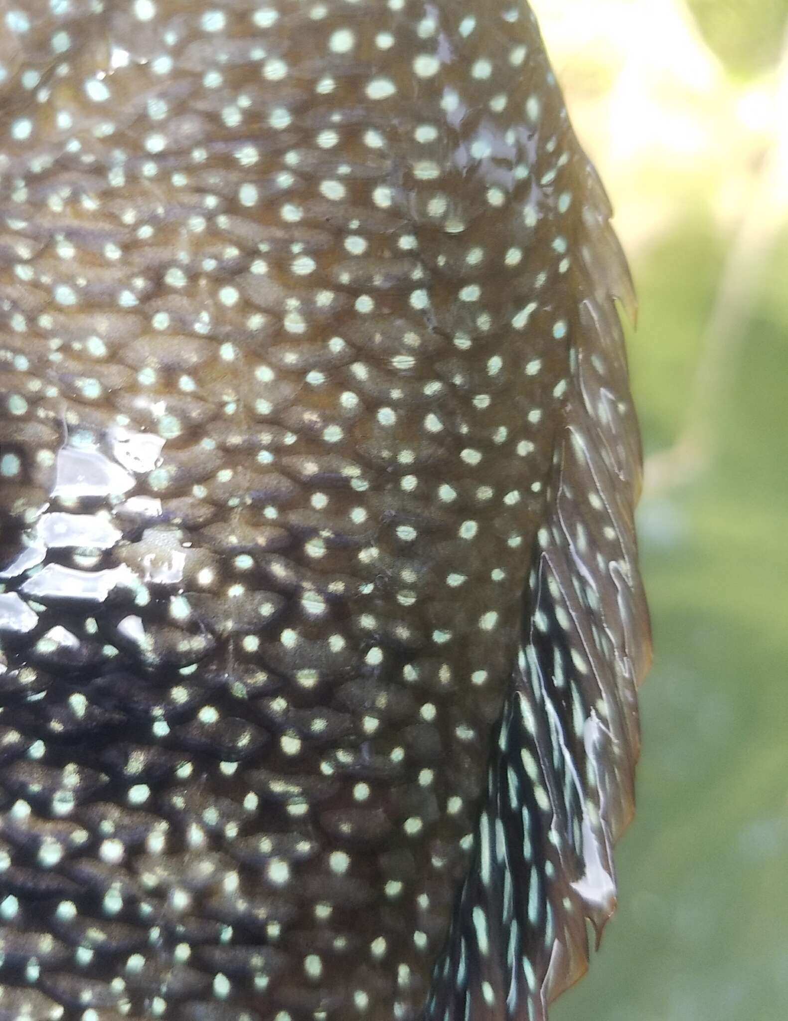 Image of Rio Grande Cichlid