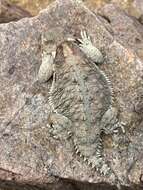 Image of Cedros Island Horned Lizard