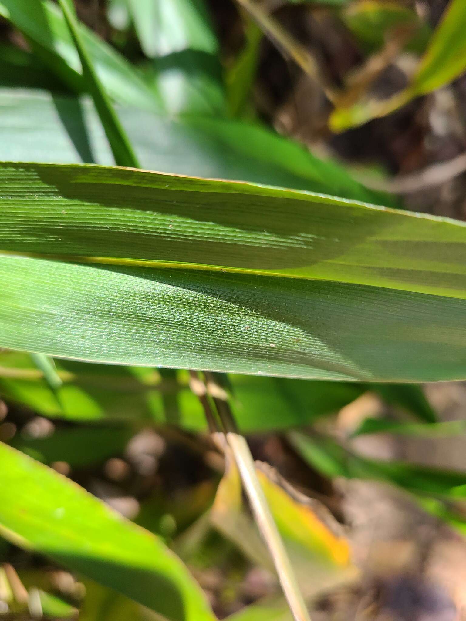 Image of Cape Francais Stalk Grass