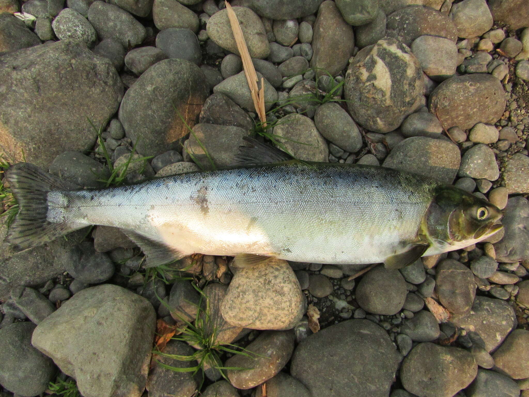 Слика од Oncorhynchus gorbuscha (Walbaum 1792)