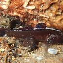 Image of Bellotti&#39;s goby