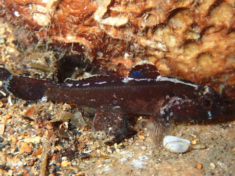 Image of Bellotti&#39;s goby