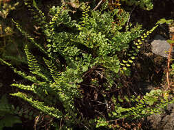 Image de Asplenium trichomanes subsp. trichomanes