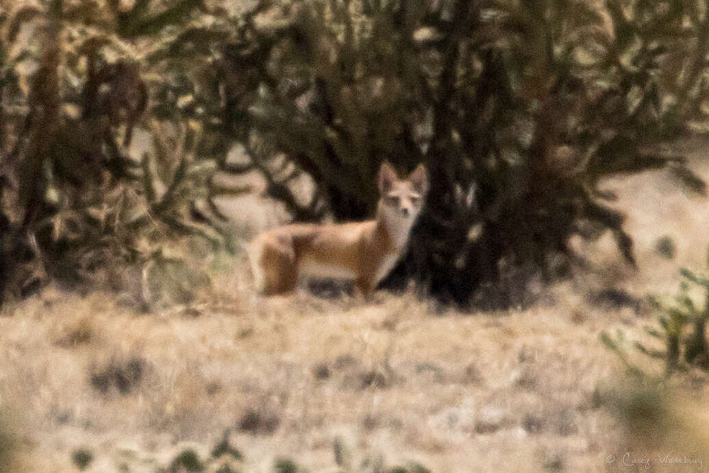 Image of swift fox