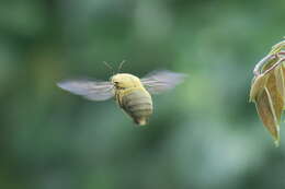 Xylocopa aestuans (Linnaeus 1758) resmi