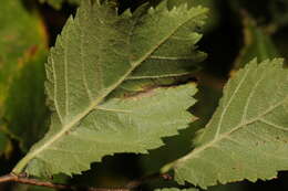 Image of Phyllonorycter schreberella (Fabricius 1781)