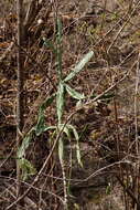 Image of <i>Opuntia karwinskiana</i>