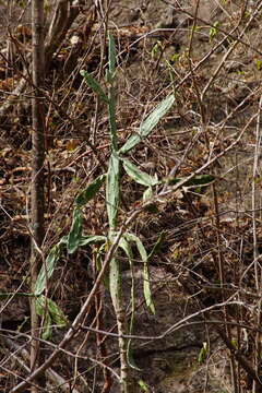 <i>Opuntia karwinskiana</i>的圖片