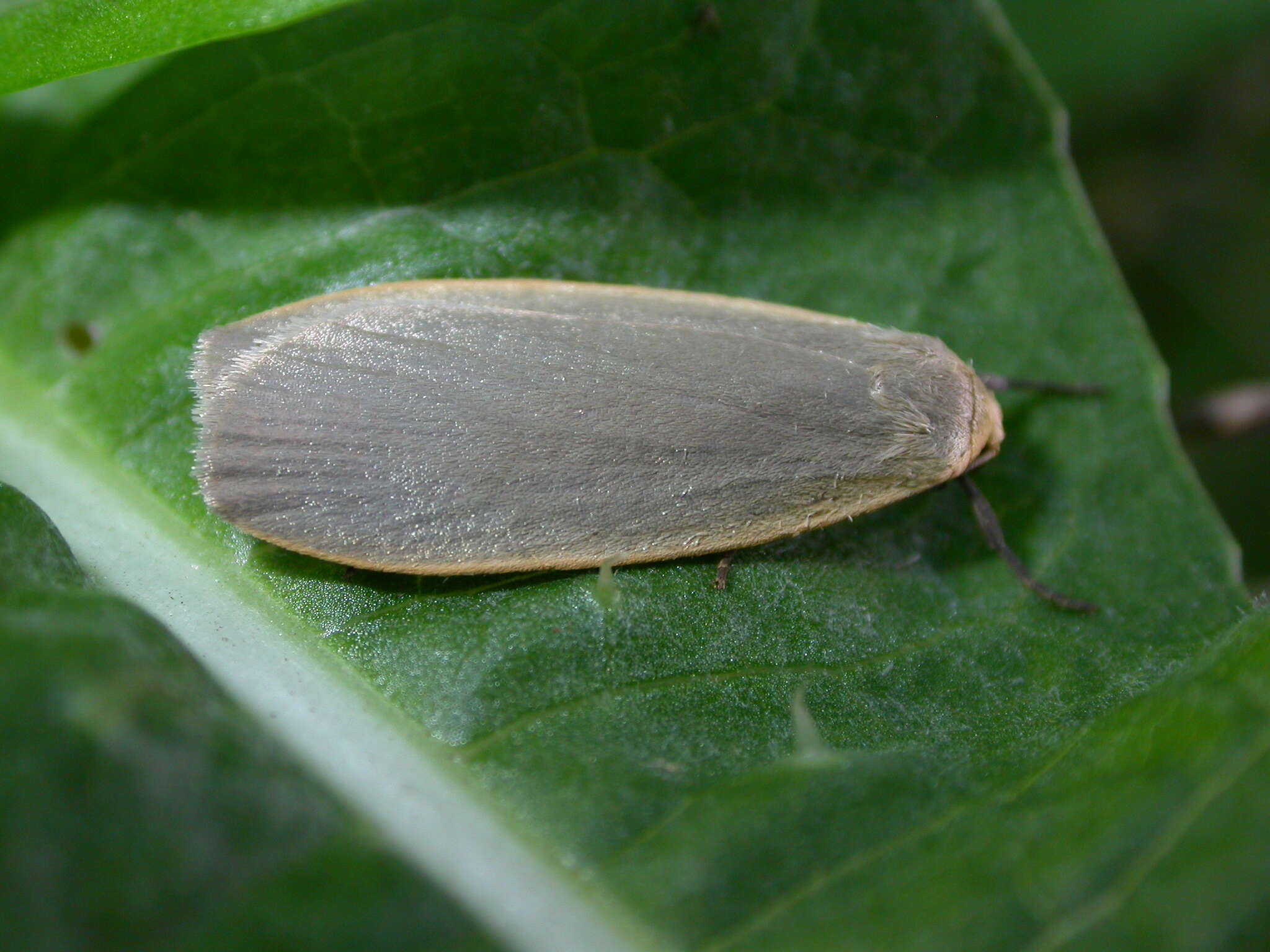 Image of dingy footman