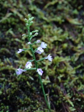 Image of Hemipilia gracilis