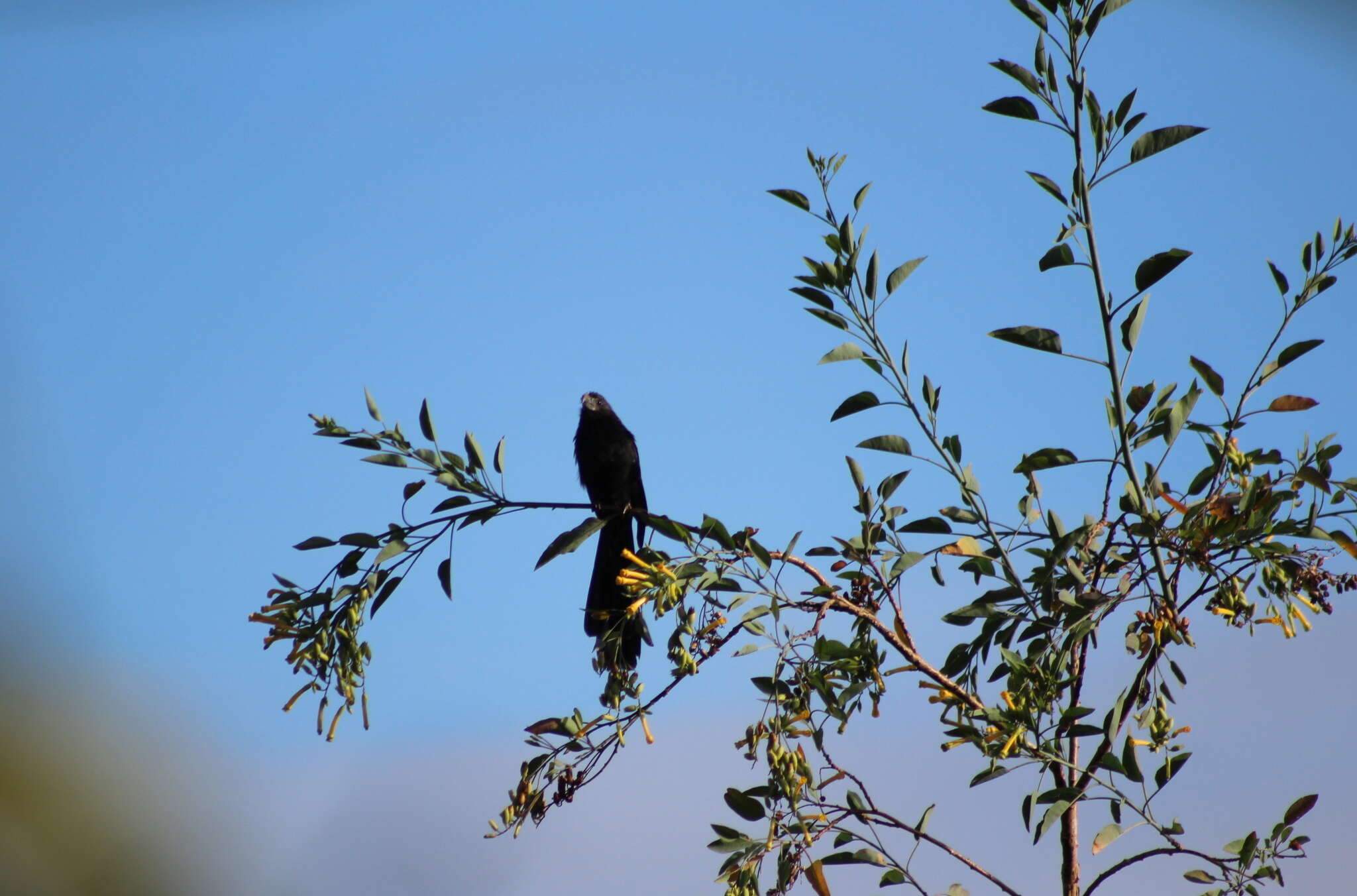 Imagem de Crotophaga Linnaeus 1758