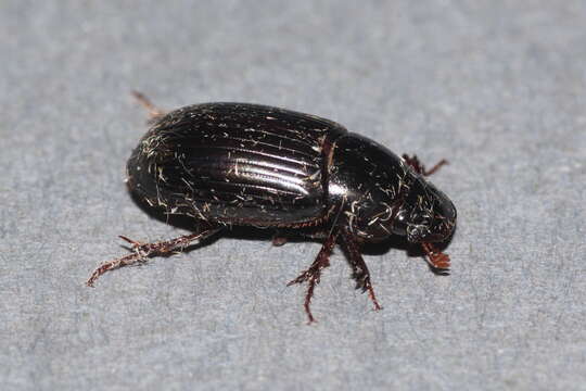 Image of Night-flying Dung Beetle