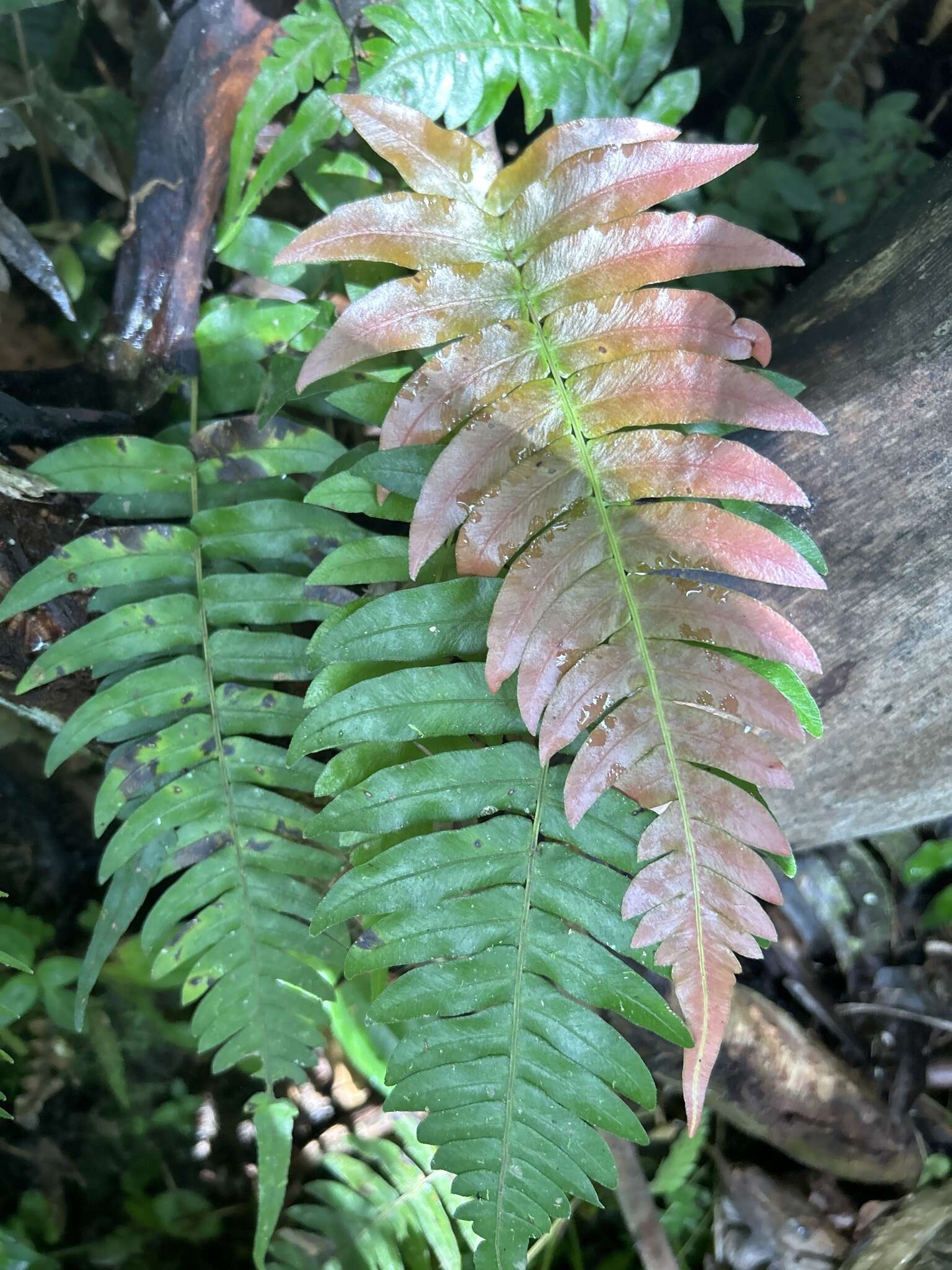 Sivun Blechnum occidentale L. kuva