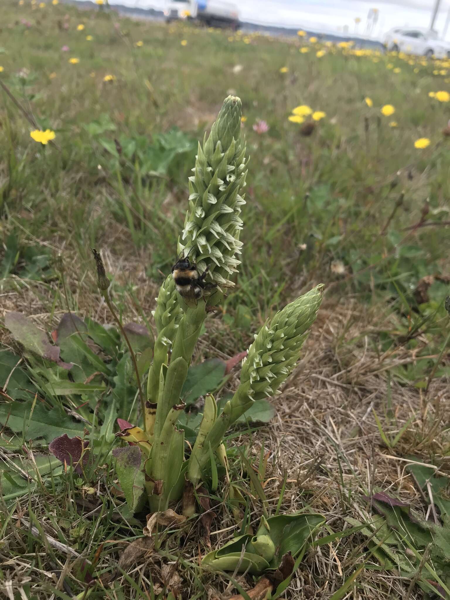 Imagem de Brachystele unilateralis (Poir.) Schltr.