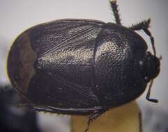 Image de <i>Sehirus luctuosus</i>