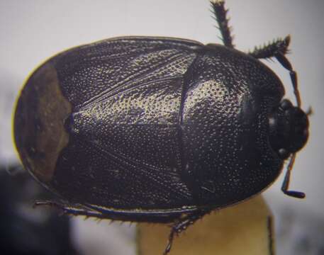 Image of <i>Sehirus luctuosus</i>