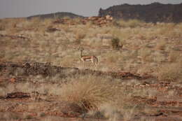 Image of Dorcas Gazelle