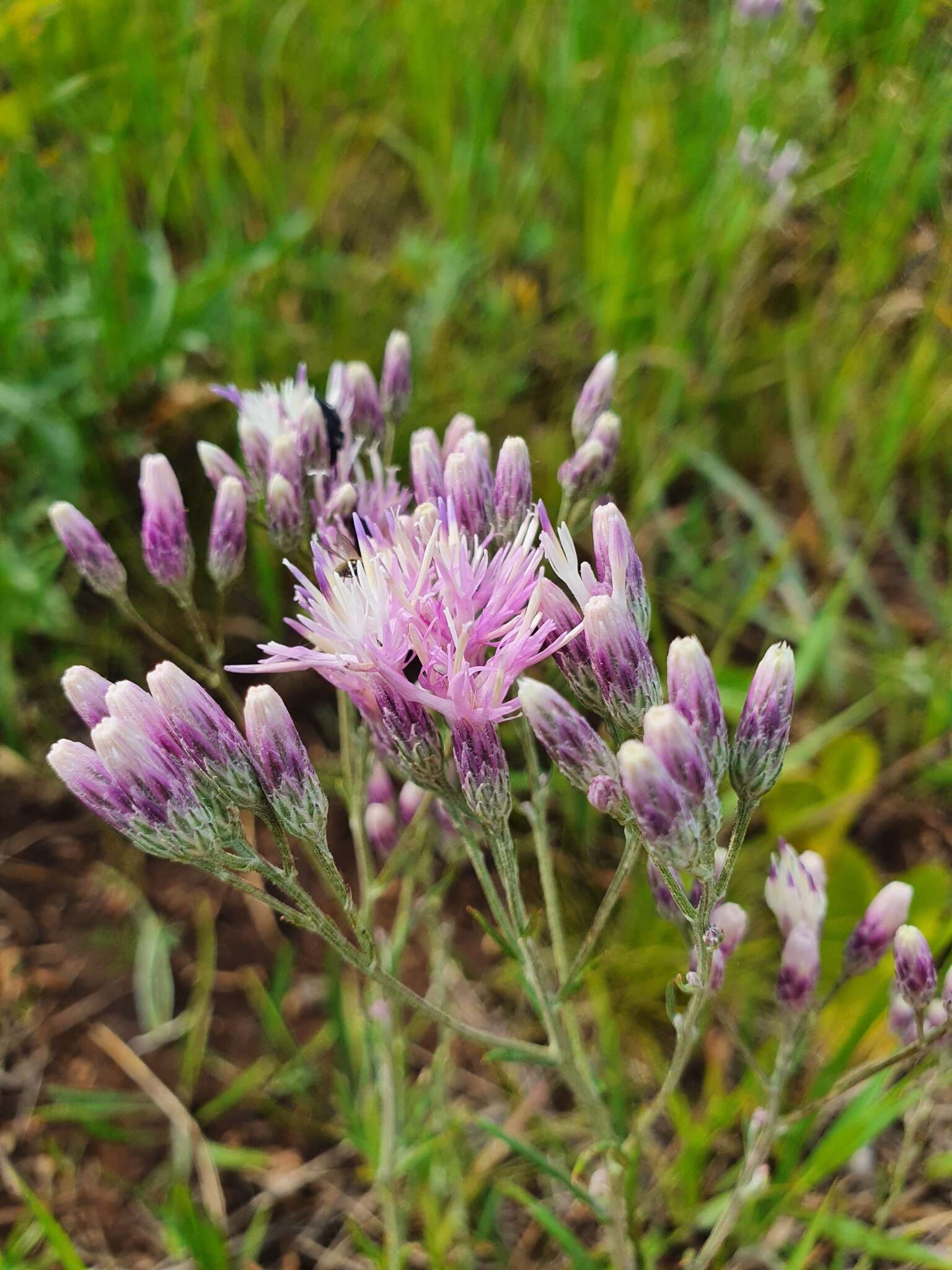 Image of Jurinea multiflora (L.) B. Fedtsch.