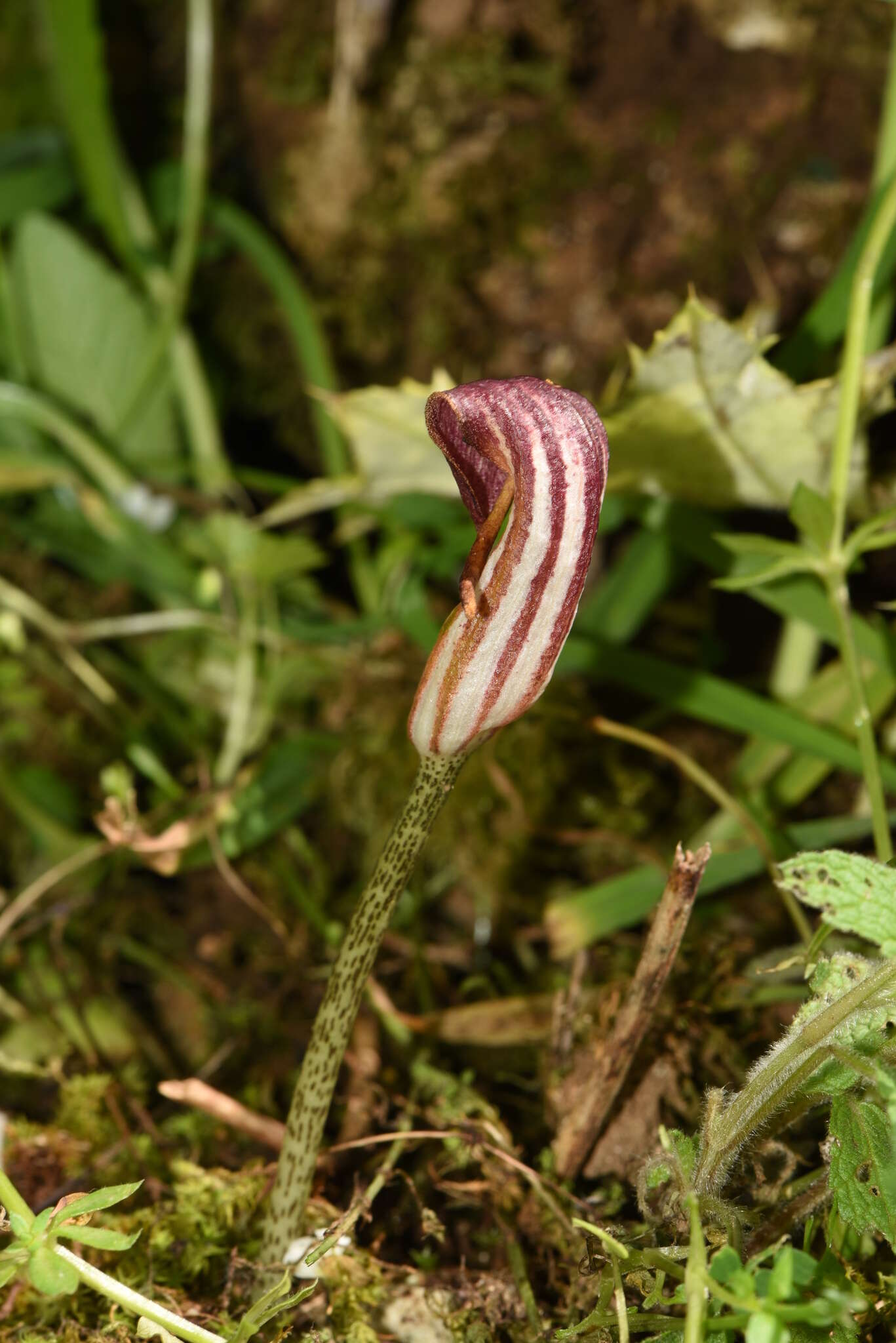 Image of Arisarum vulgare subsp. vulgare