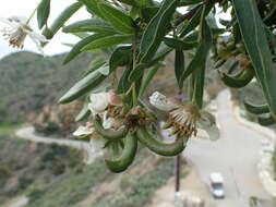 Image of California rockflower