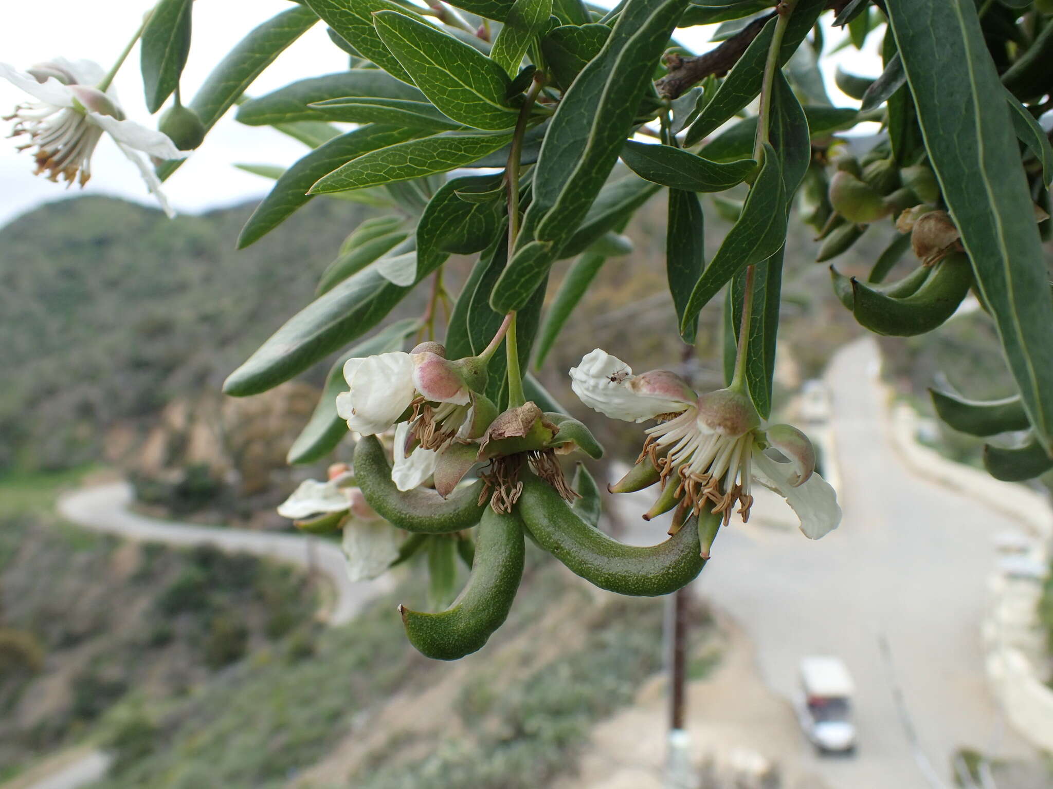 Image of California rockflower