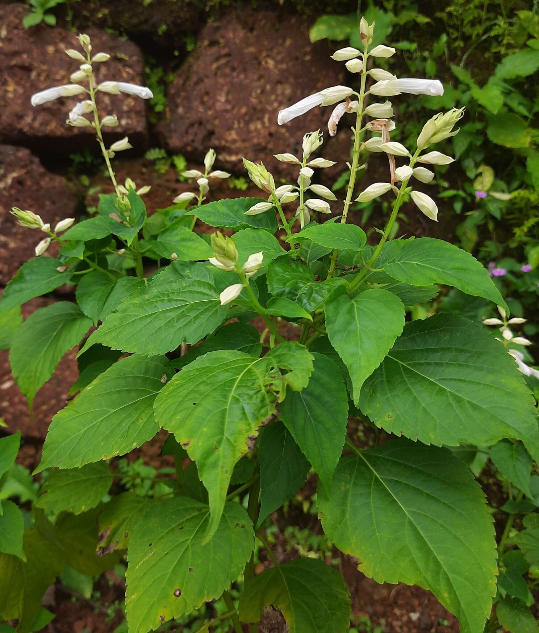 Imagem de Salvia splendens Sellow ex Nees