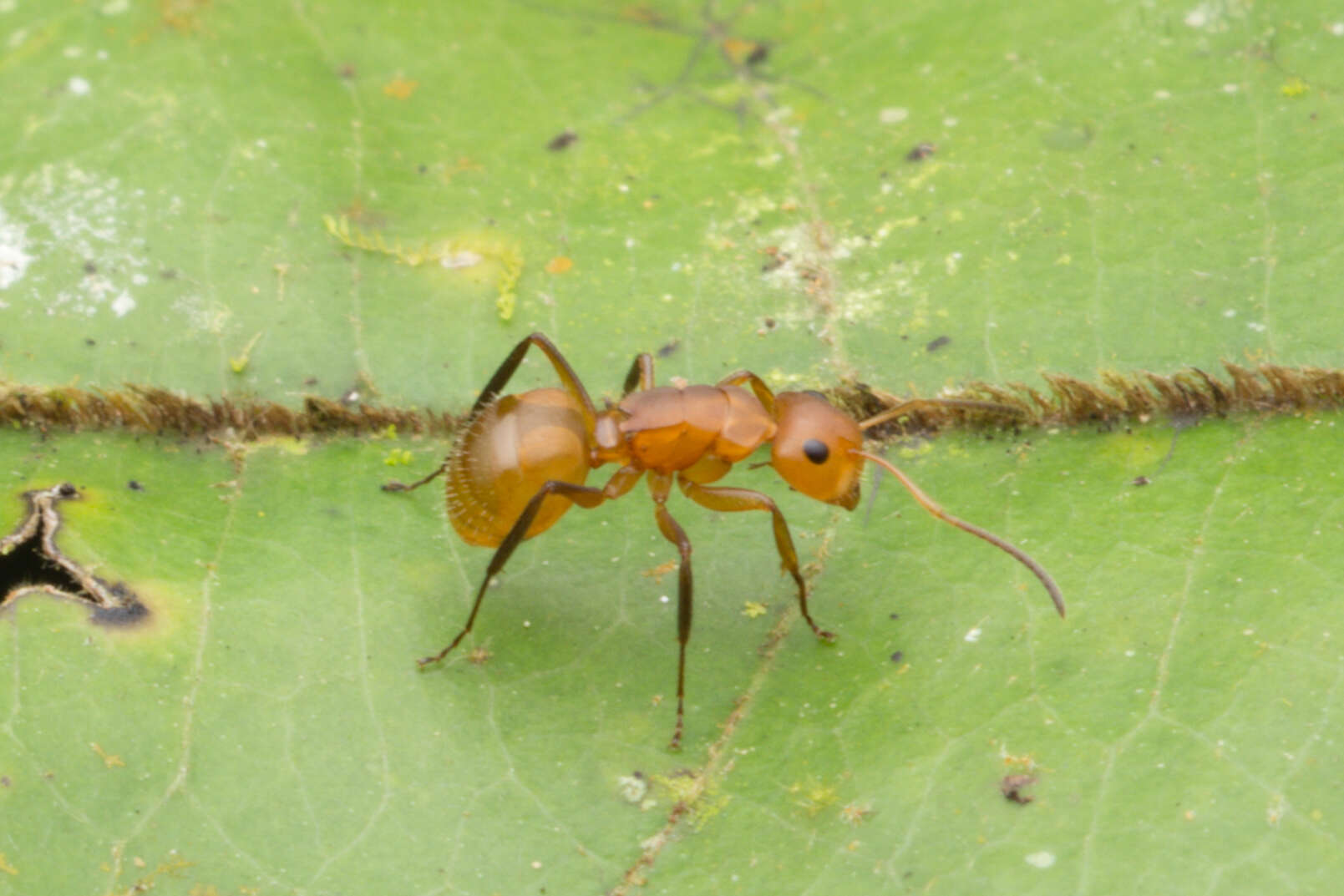 Imagem de Camponotus latangulus Roger 1863