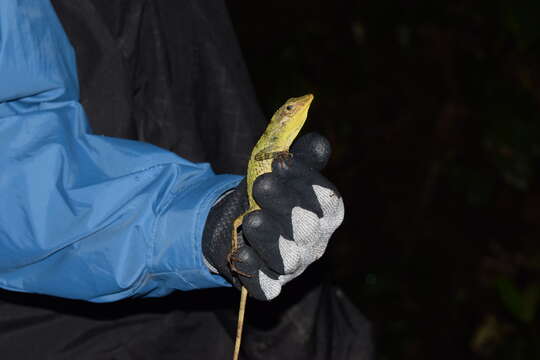 Image of Anolis podocarpus Ayala-varela & Torres-carvajal 2010