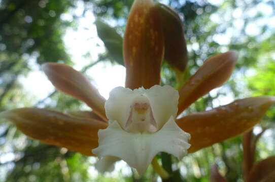 Image of Phaius callosus (Blume) Lindl.