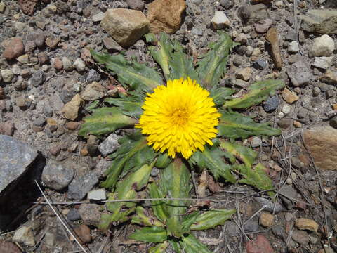 Image of Hypochaeris meyeniana (Walp.) Griseb.