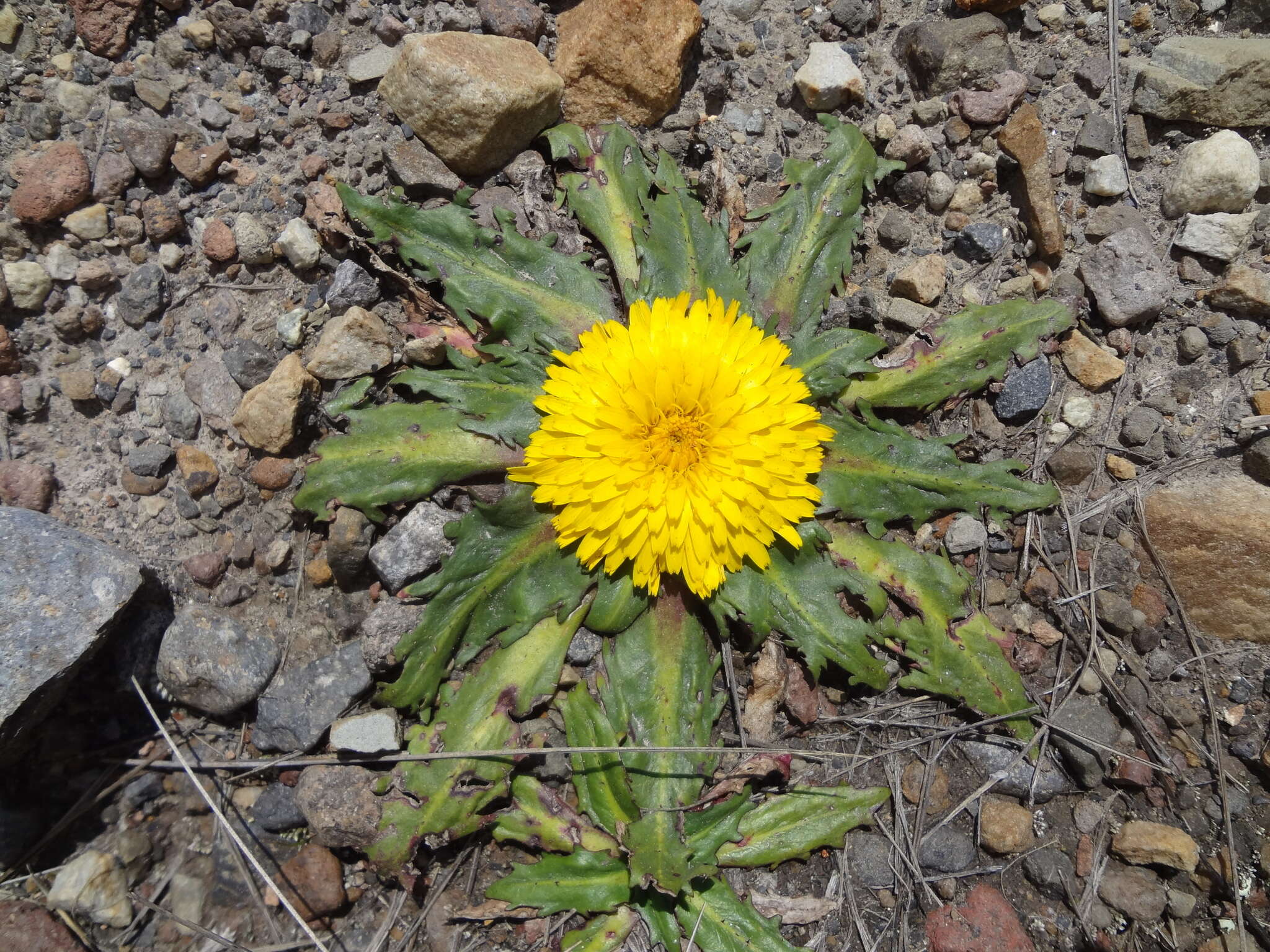 Слика од Hypochaeris meyeniana (Walp.) Griseb.