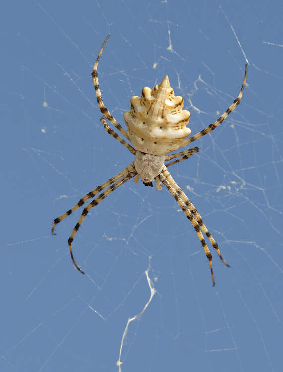 Image of Argiope lobata (Pallas 1772)