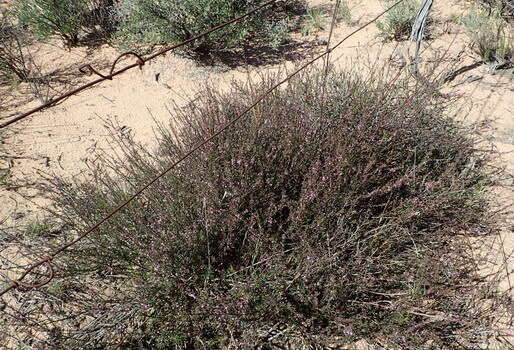 Image of Muraltia dispersa Levyns