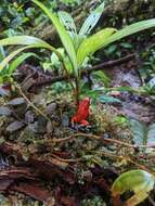 Image of Pichincha poison frog