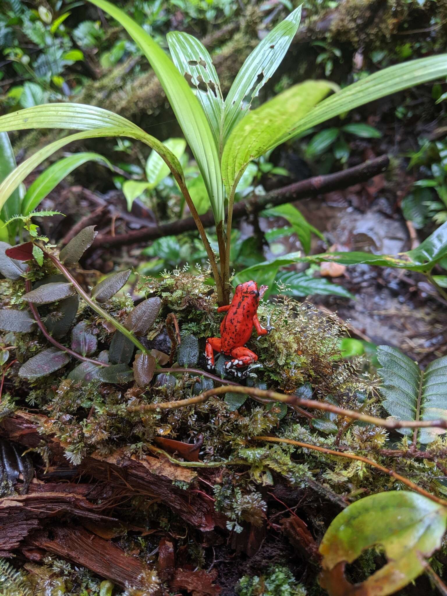 Image of Pichincha poison frog