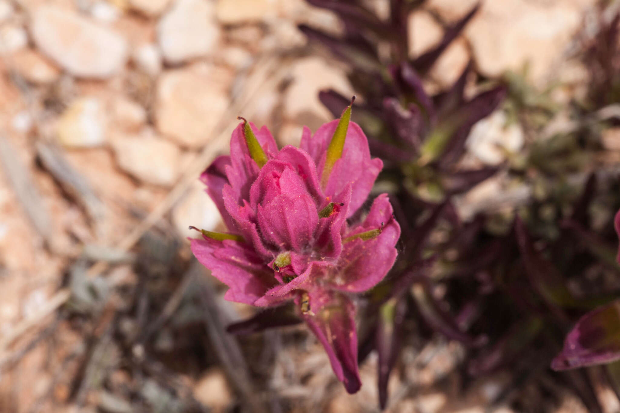 Plancia ëd Castilleja revealii N. H. Holmgren