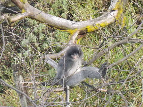 Image of Grizzled Leaf Monkey