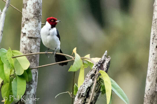 Image of Red-capped Cardinal